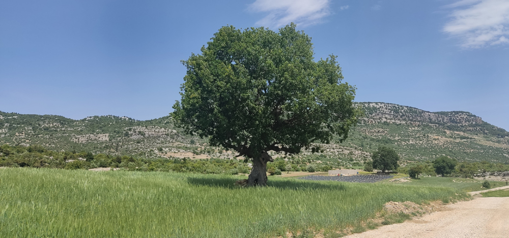 Zeytinyağı ve Zeytin Ağacı ile İlgili 8 Gerçek!